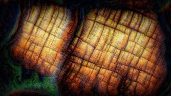 DeepDream Origins #6