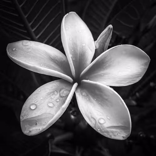 B&W Botanicals