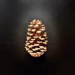 51