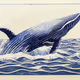 The Ocean Whale