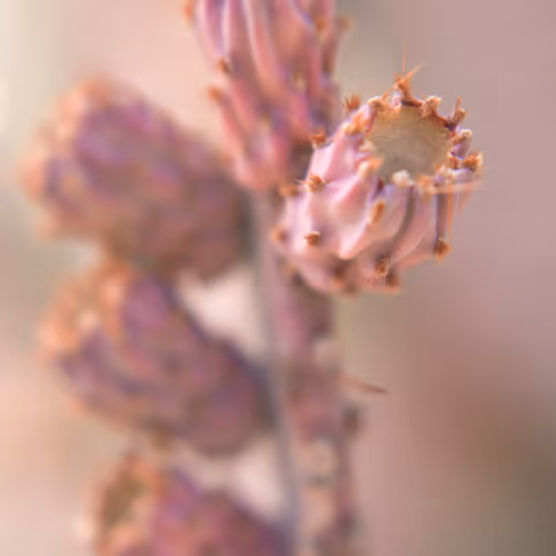 Bushes and Succulents - Succulents #22