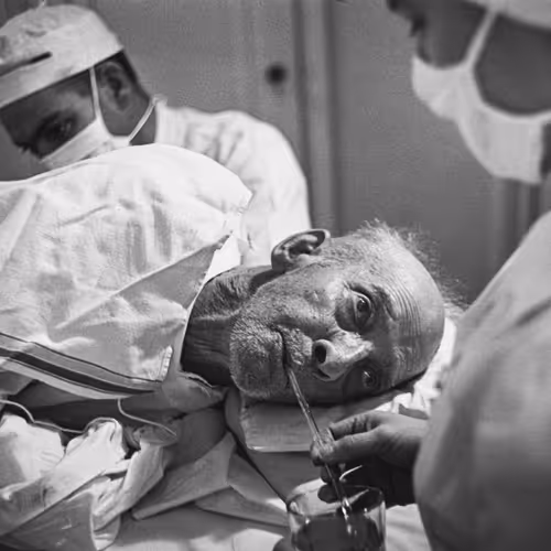 Country Doctor -  Elderly Man on Operating Table Awaiting Amputation of Gangrenous Foot