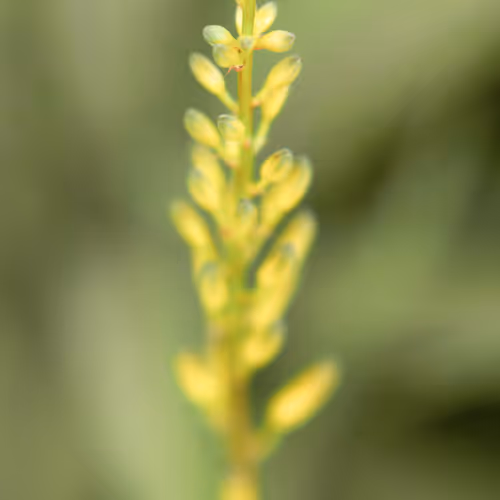 Bushes and Succulents - Succulents #43