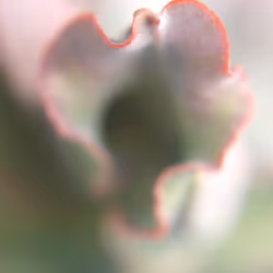 Bushes and Succulents - Succulents #05