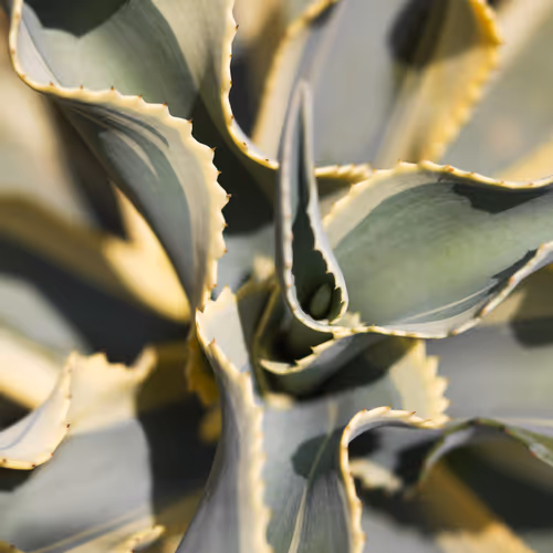 Bushes And Succulents By Mona Kuhn