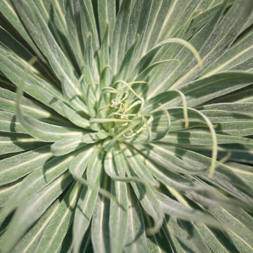 Bushes And Succulents By Mona Kuhn