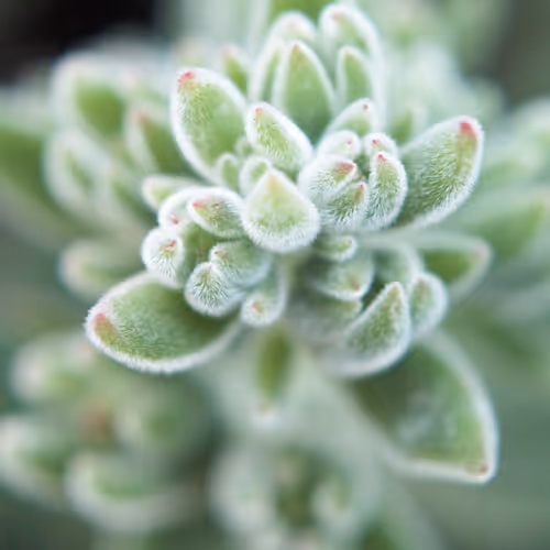 Bushes and Succulents - Succulents #39