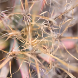 Bushes and Succulents - Succulents #18