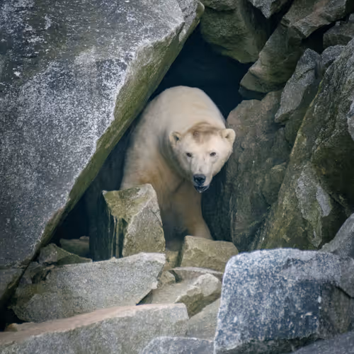 Rumors Of Arctic Belonging By Kiliii Yuyan
