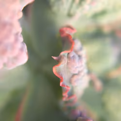 Bushes and Succulents - Succulents #28