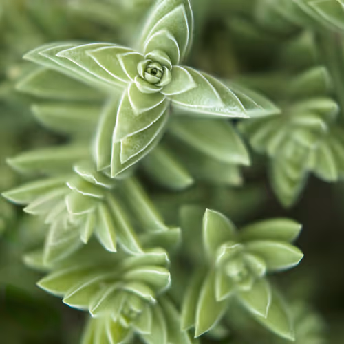 Bushes And Succulents By Mona Kuhn