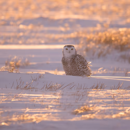 Rumors of Arctic Belonging - Backlit Juvenile Snowy Owl, Utqiagvik