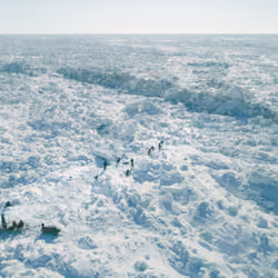Rumors of Arctic Belonging - Whalers Breaking Trail, Chukchi Sea Ice