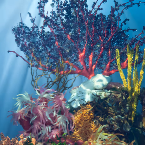 Strange Worlds - Reef