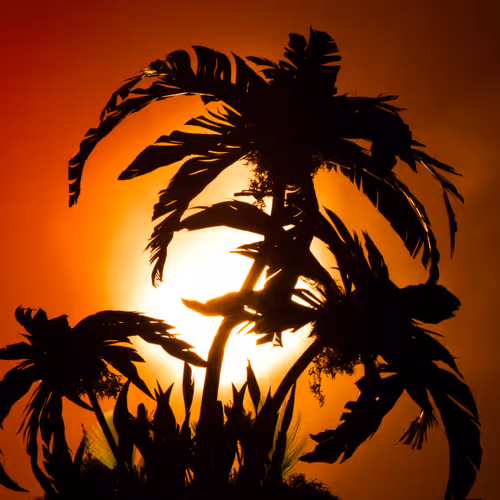 Strange Worlds - Palm Study