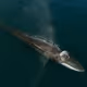 Rumors of Arctic Belonging - Fin Whale Blow, Aasiaat
