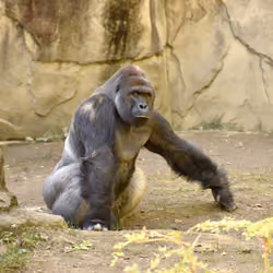 HARAMBE: LEGENDS #118