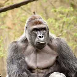 HARAMBE: LEGENDS #38