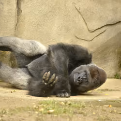 HARAMBE: LEGENDS #774