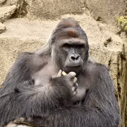 HARAMBE: LEGENDS #445