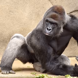 HARAMBE: LEGENDS #144