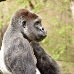HARAMBE: LEGENDS #175