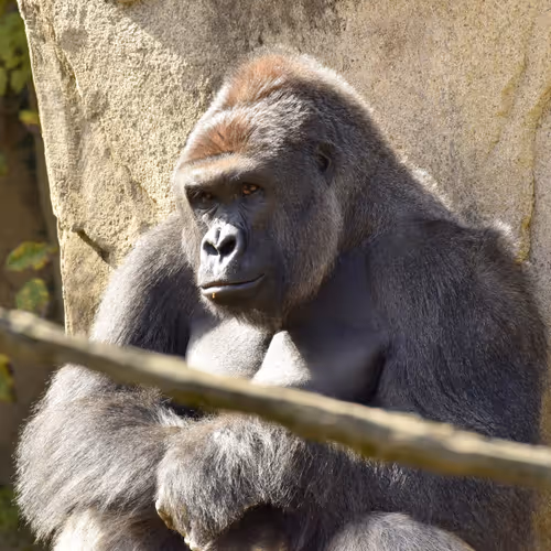 Harambe Legends