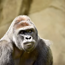 HARAMBE: LEGENDS #142