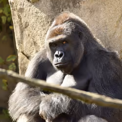 HARAMBE: LEGENDS #180