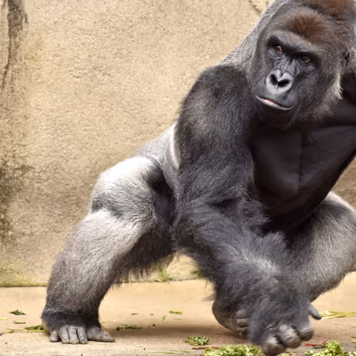 Harambe Legends
