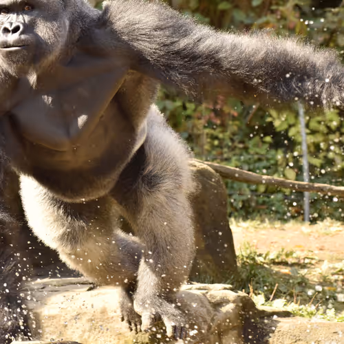 Harambe Legends
