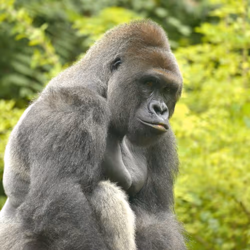 HARAMBE: LEGENDS #527