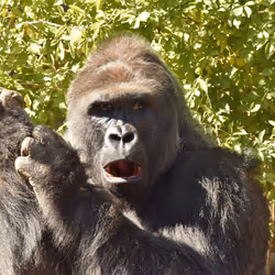 HARAMBE: LEGENDS #272