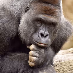 HARAMBE: LEGENDS #218