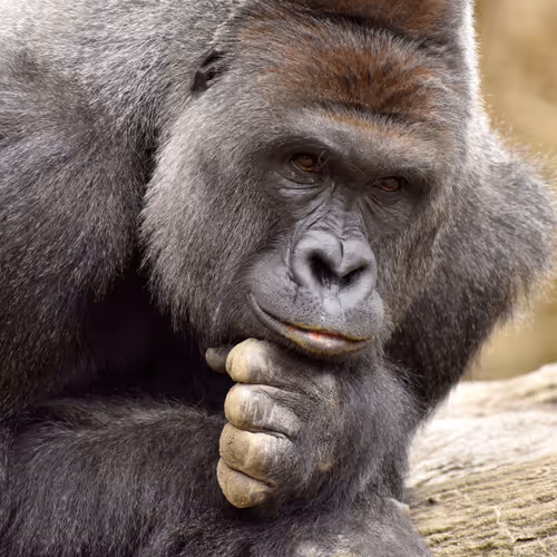 HARAMBE: LEGENDS #218