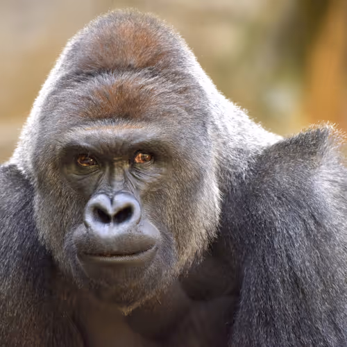 Harambe Legends