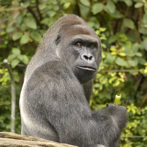HARAMBE: LEGENDS #740