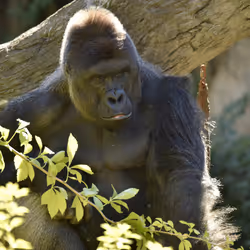 HARAMBE: LEGENDS #507