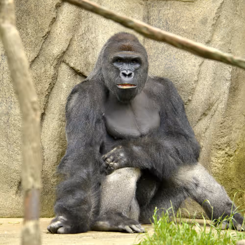 HARAMBE: LEGENDS #25
