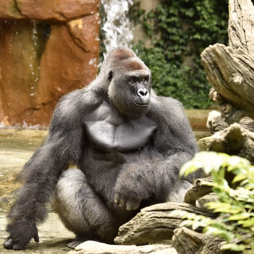 HARAMBE: LEGENDS #651