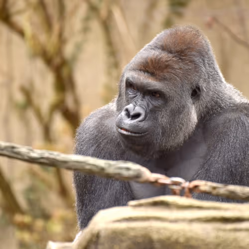 Harambe Legends