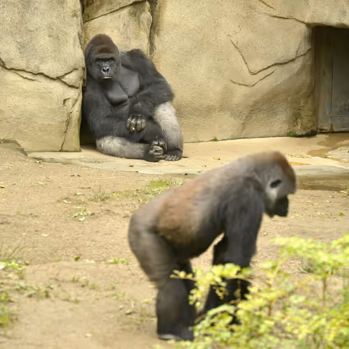 Harambe Legends