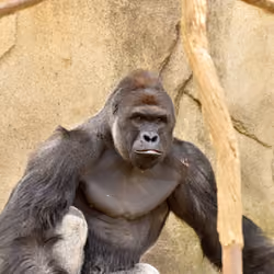 HARAMBE: LEGENDS #757