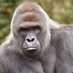 HARAMBE: LEGENDS #381