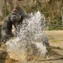 HARAMBE: LEGENDS #286