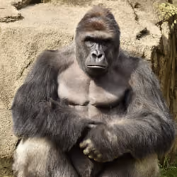 HARAMBE: LEGENDS #747