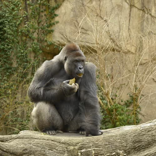 Harambe Legends