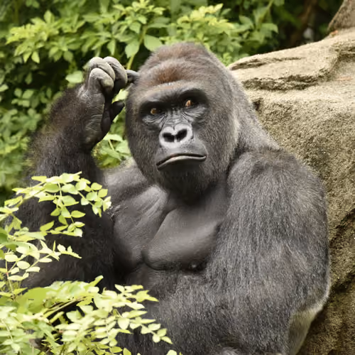 HARAMBE: LEGENDS #305