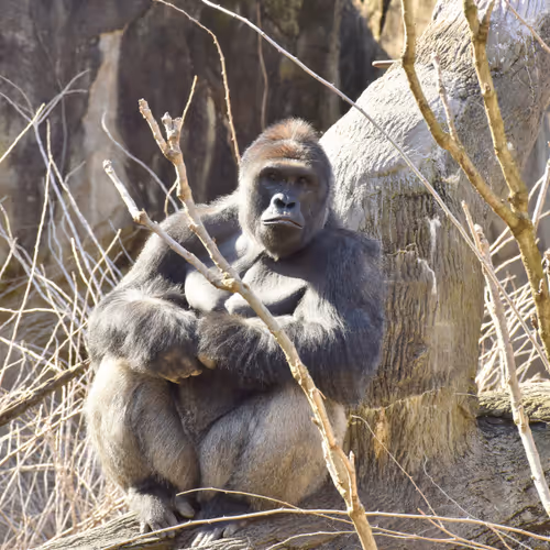 Harambe Legends