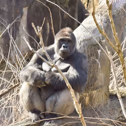 HARAMBE: LEGENDS #454